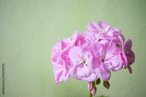 Beautiful Pink Geranium Flower