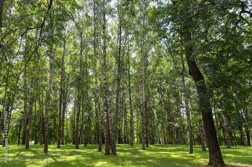 Fototapeta Naklejka Na Ścianę i Meble -  Birch tree forest during summer