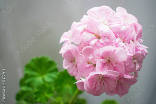 Very Beautiful Pink Geranium Flower