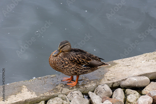 Grey duck (Pacific black duck) staying on a stone in water photo