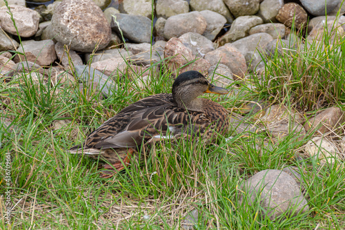 Grey duck (Pacific black duck) sitting on a meadow photo