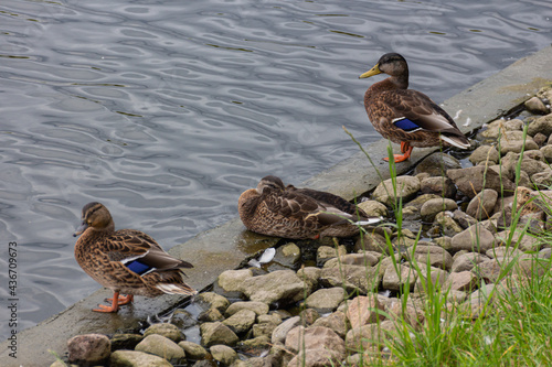 Group of grey ducks (Pacific black duck) sitting in a row near water photo