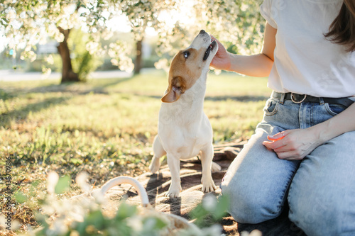 Portrait of a happy and crazy Jack Russell Terrier dog. Smooth coat of red and white color. The dog eats out of his hands. Caucasian girl with brown hair in jeans and a T-shirt at sunset. Apple blosso photo