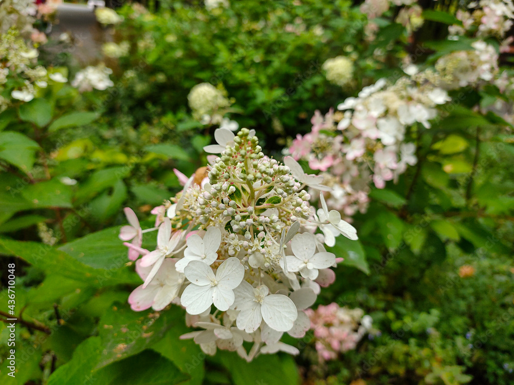 Blooming oakleaf hydrangea (Hydrangea quercifolia) flowers Blooming oakleaf hydrangea (Hydrangea quercifolia) flowers