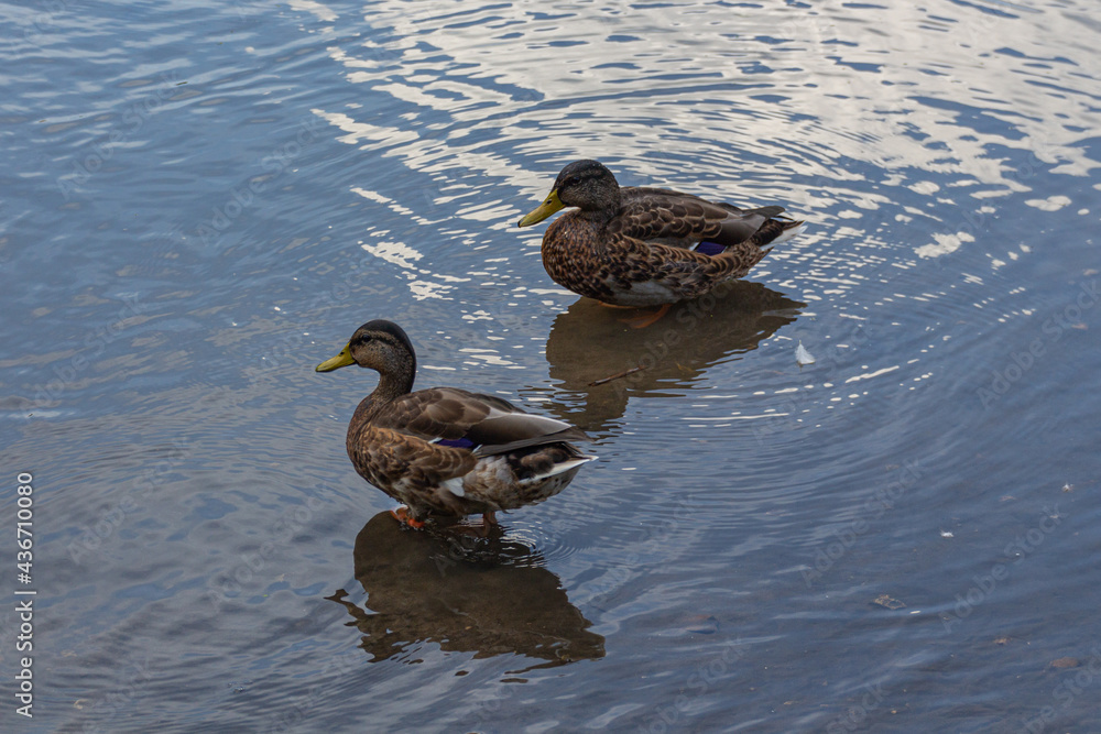 Grey duck (Pacific black duck) swimming in a pond Grey duck (Pacific black duck) swimming in a pond