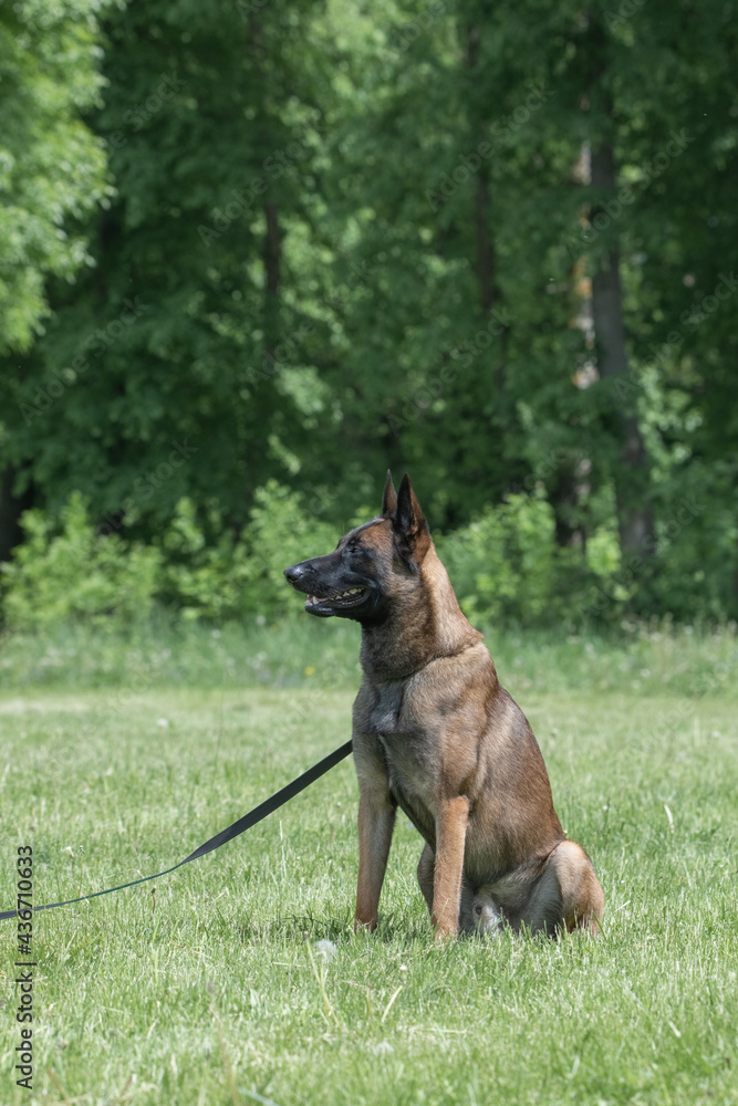 Portrait of a beautiful thoroughbred Belgian Shepherd Malinois in a summer park.