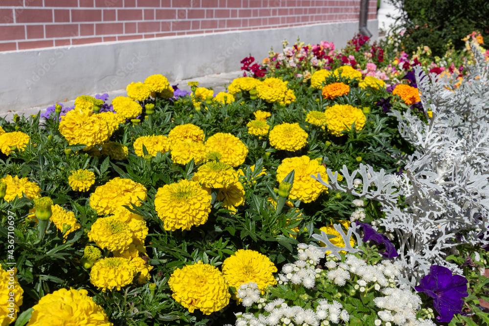 Fototapeta premium Blooming yellow Mexican marigold (Tagetes erecta) flowers