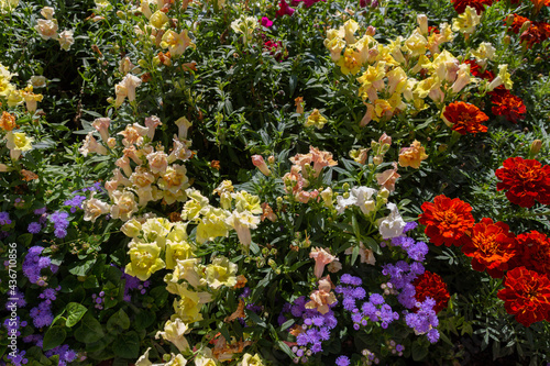 Blooming Verbena, Snapdragon, Bluemink and Mexican marigold flowers