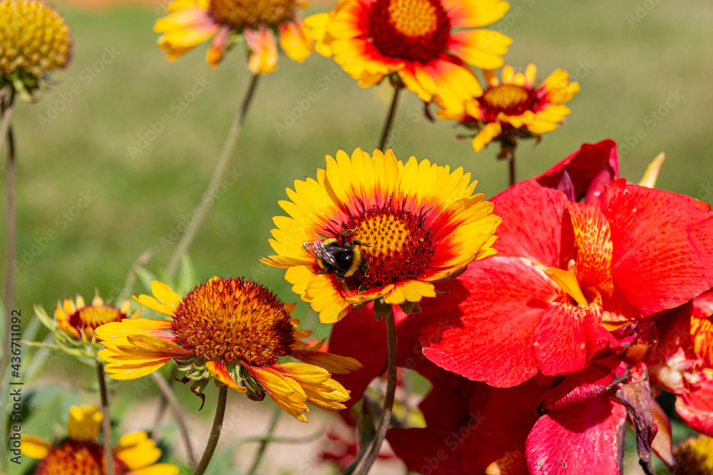 Fototapeta premium Bumblebee collecting on yellow common blanketflower (Gaillardia aristata) flowers