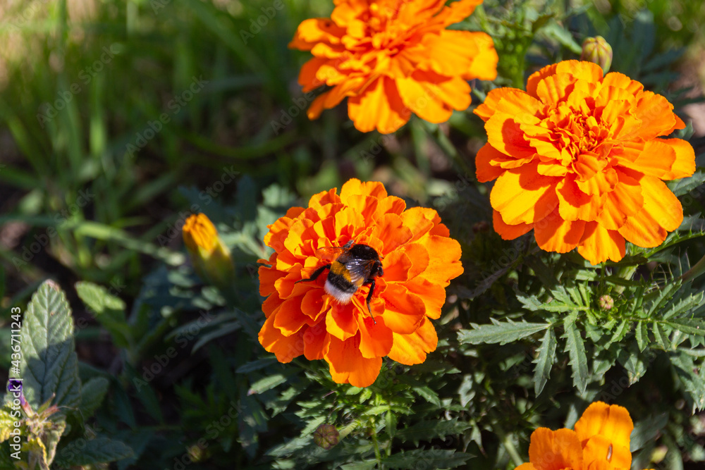 Bumblebee collecting pollen on orange Mexican marigold flowers Bumblebee collecting pollen on orange Mexican marigold flowers