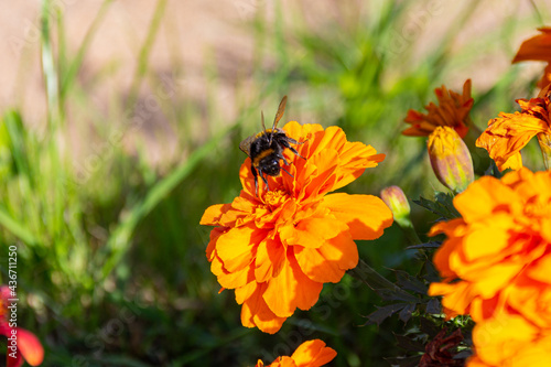 Bumblebee collecting pollen on orange Mexican marigold flowers