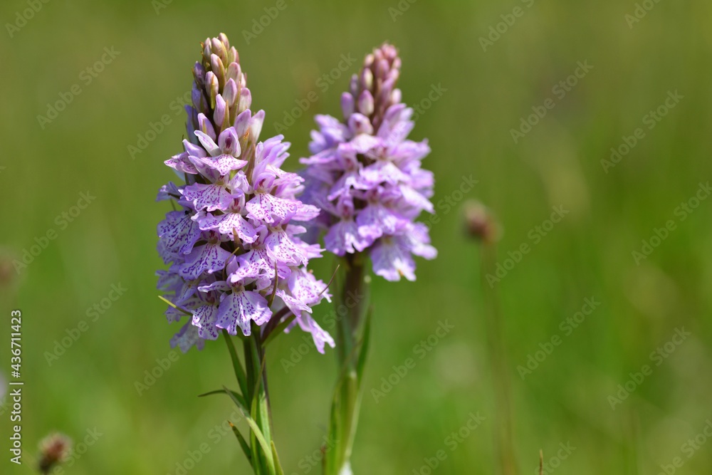 Spotted Orchid, Jersey, U.K. Macro image of marsh Spring flowers. Spotted Orchid, Jersey, U.K. Macro image of marsh Spring flowers.