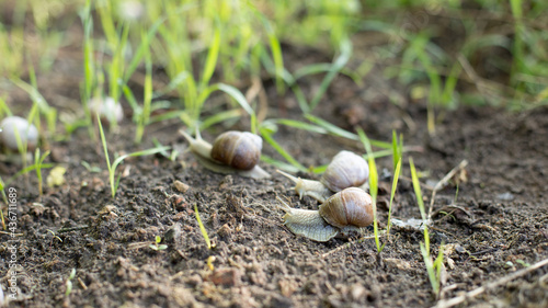 Snails in an early spring morning looking for moisture and nutrition