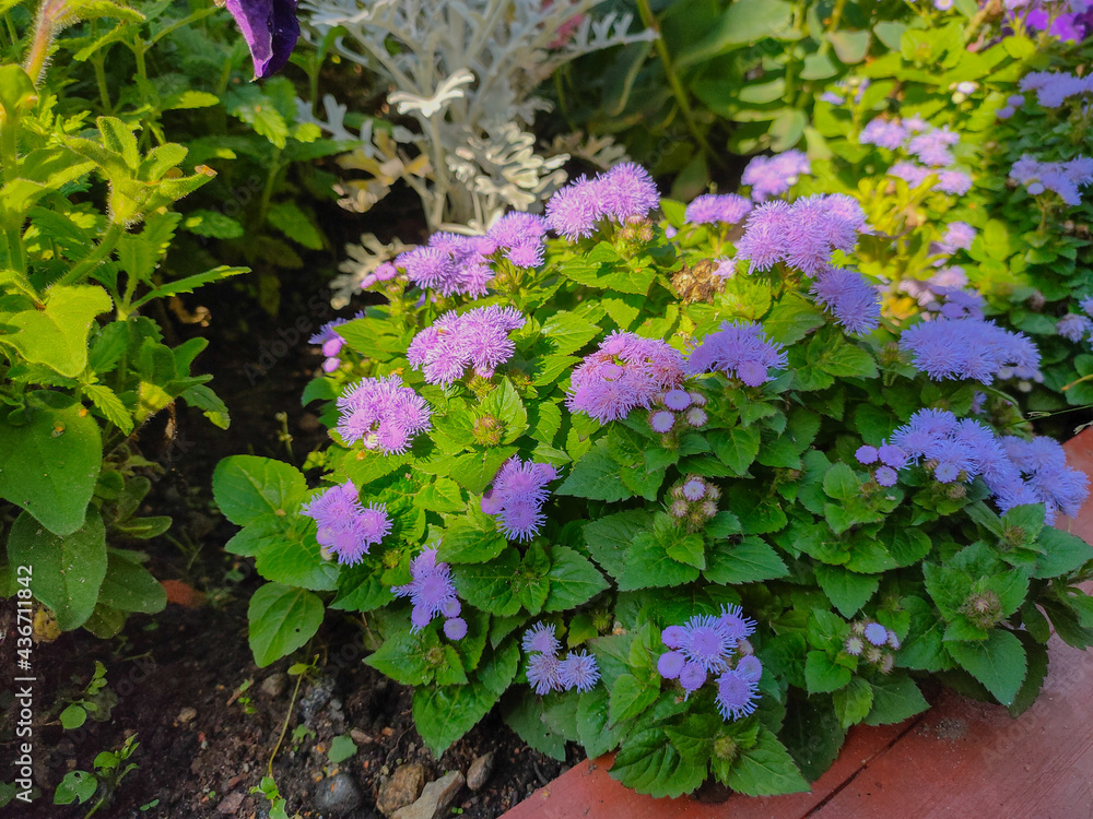 Blooming bluemink (Ageratum houstonianum) flowers Blooming bluemink (Ageratum houstonianum) flowers