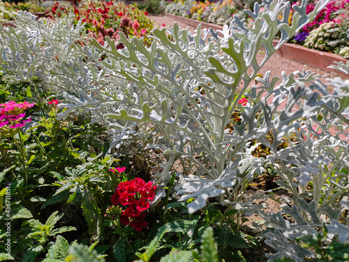 Flowerbed with beautiful flowers in the Kuskovo Estate