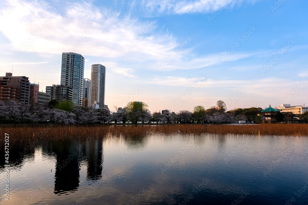 東京都台東区 春の上野公園、不忍池 夕方