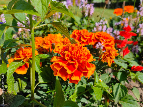 Blooming orange Mexican marigold (Tagetes erecta) flowers