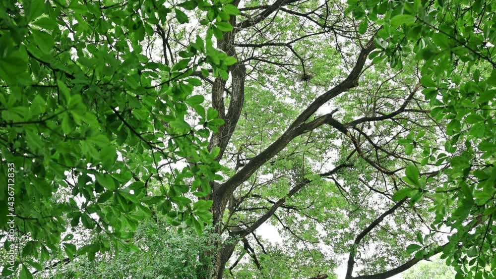 Tree and branch with lush green leaves shady in tropical rainforest Tree and branch with lush green leaves shady in tropical rainforest