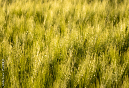 a field cultivated with wheat