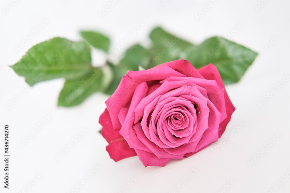 Pink rose on white background Pink rose on white background