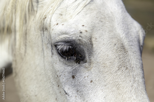 Flies in horse eye