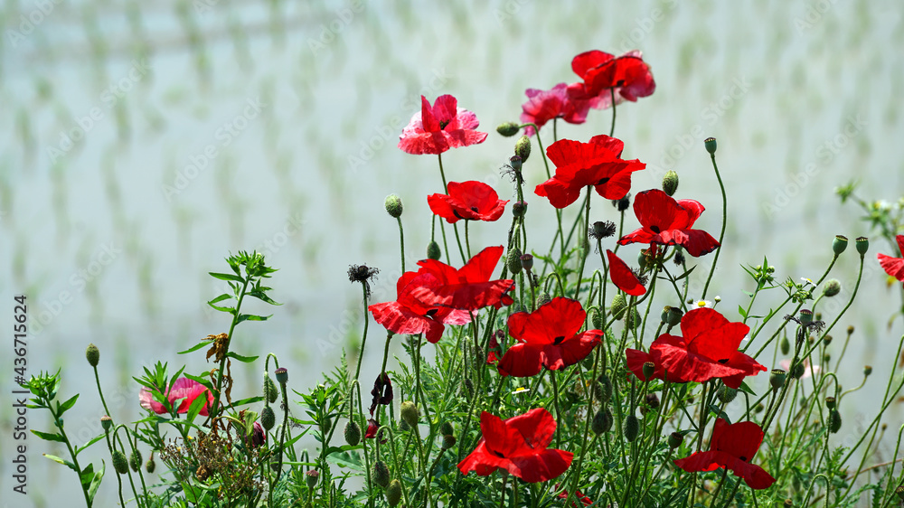 Obraz premium 벼논 비탈에서 자라고 있는 꽃양귀비