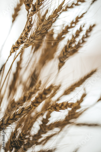 beautiful golden wheat field in harvest in summer time 