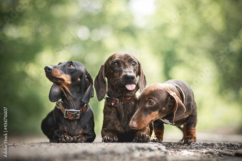 Fotografie crazy dachshund
