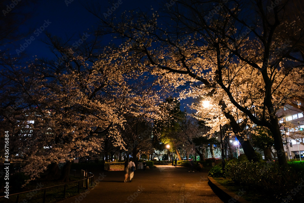 東京都台東区 上野公園の夜桜