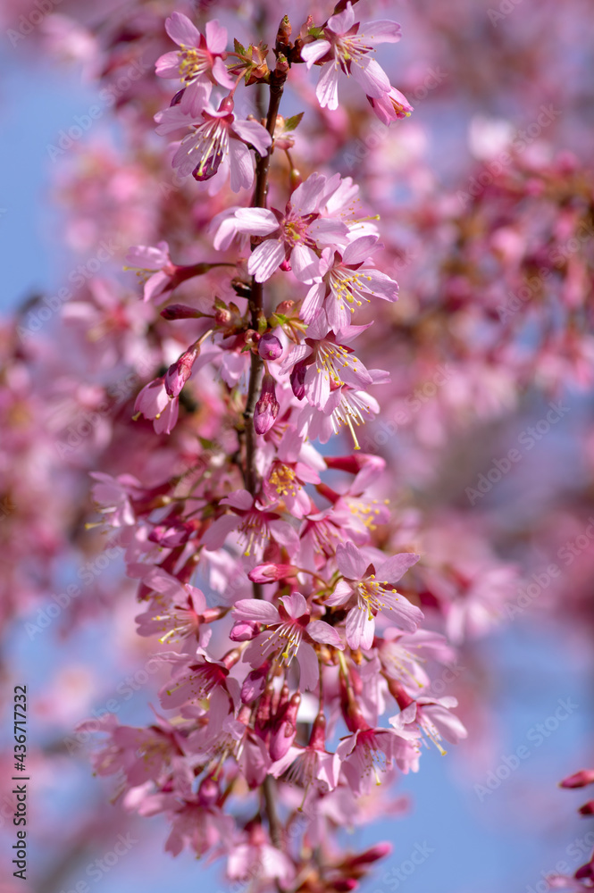 Prunus okame flowering early spring ornamental tree, beautiful small pink flowers in bloom Prunus okame flowering early spring ornamental tree, beautiful small pink flowers in bloom