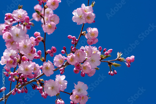 Prunus sargentii accolade sargent cherry flowering tree branches, beautiful groups light pink petal flowers in bloom and buds photo