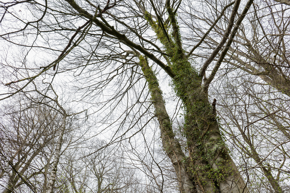 Wald Baum Wald Baum