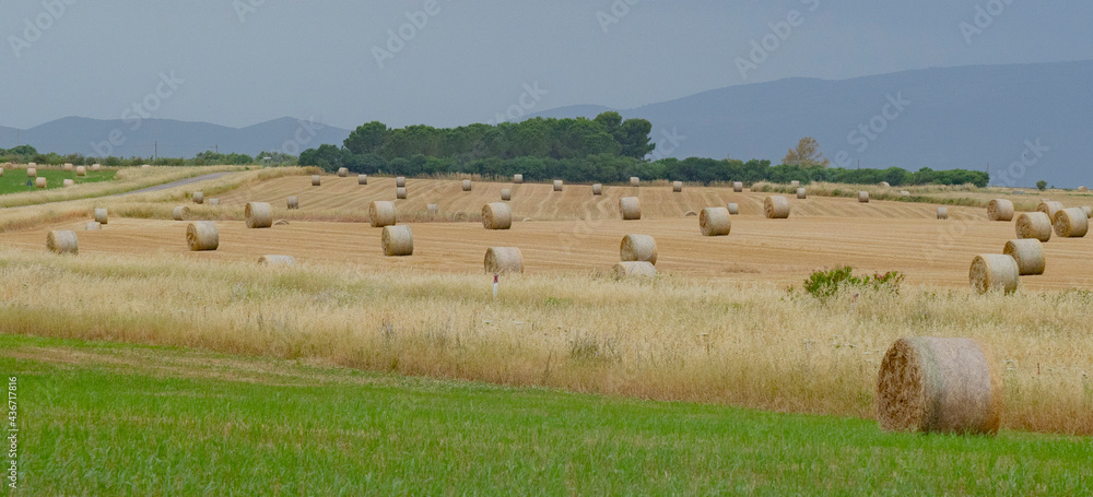 round bales ready for collection on green grass and gray sky
