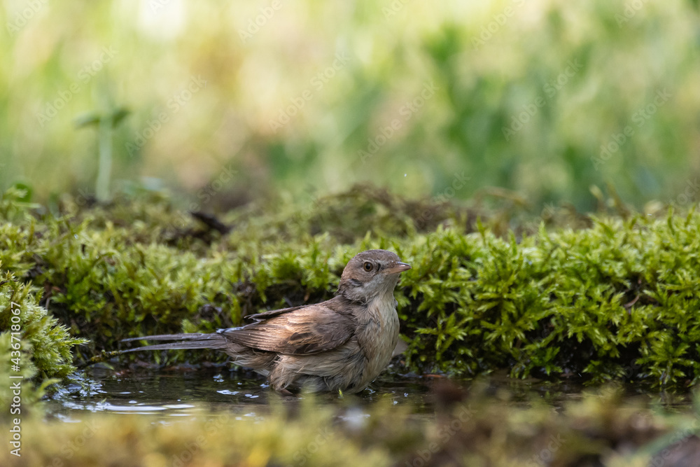 Whitethroat Sylvia communis in the wild nature, bathing bird Whitethroat Sylvia communis in the wild nature, bathing bird