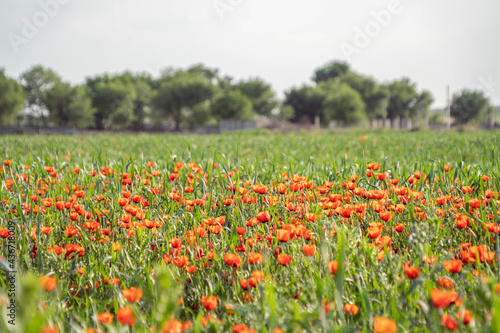 poppy fields in spring in the highlands