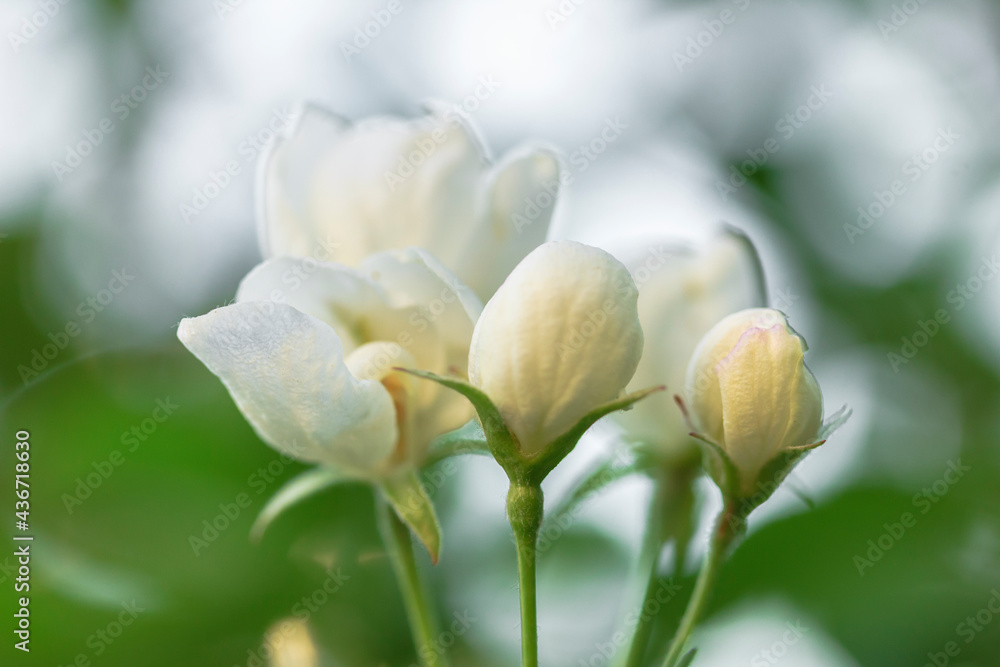 White Flowering tree, blooming apple tree macro detail close up bokeh, Abstract floral background. Copy space White Flowering tree, blooming apple tree macro detail close up bokeh, Abstract floral background. Copy space