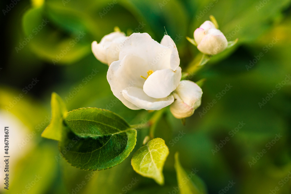Obraz premium A white apple tree bud and green leaves in the dark green natural background, macro detail close up. Copy space