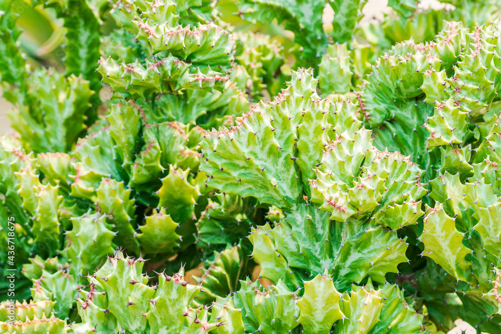 Close up Cactus (Euphorbia) Crested Euphorbia, Mother's tree,desert plant. Close up Cactus (Euphorbia) Crested Euphorbia, Mother's tree,desert plant.