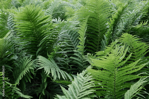 Texture of green wild fern leaves