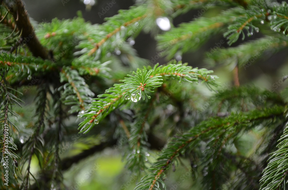 Closeup view pine branch in mountain with a drop of rain , blurred pine needles in the background