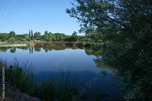 jezioro rośliny woda niebo niebieskie trzciny