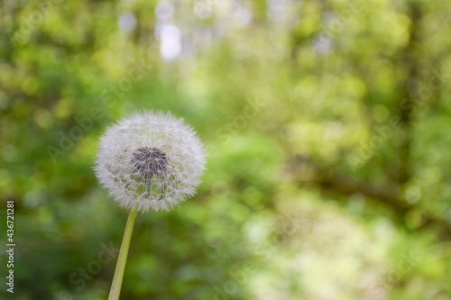 On the left side of the frame  one dandelion on a blurred green background. On the right side there is a place to insert the inscription