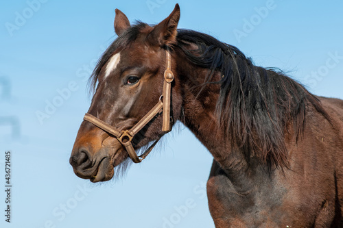 Portrait of a beautiful brown horse. White-blue sky on background. © Aimur