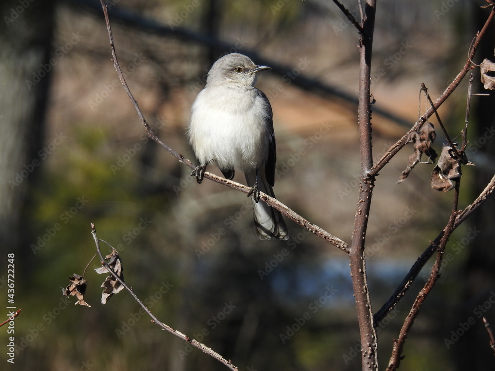 Obraz premium A northern mockingbird perched on a branch in the Blackwater National Wildlife Refuge, Dorchester County, Maryland.