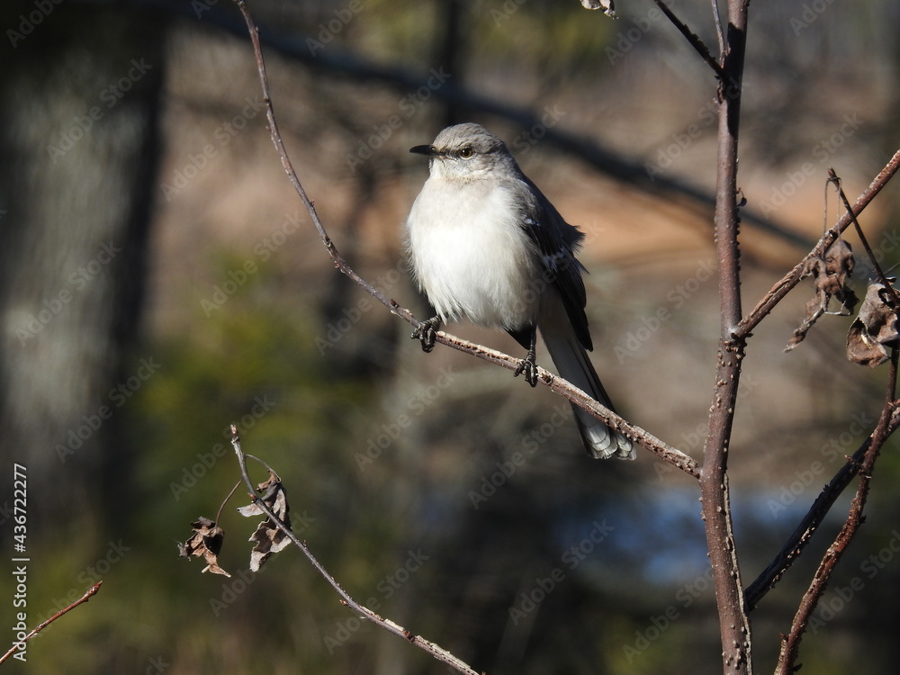 Fototapeta premium A northern mockingbird perched on a branch in the Blackwater National Wildlife Refuge, Dorchester County, Maryland.