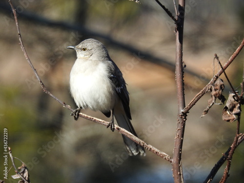 A northern mockingbird perched on a branch in the Blackwater National Wildlife Refuge, Dorchester County, Maryland.