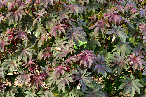 The leafs of the castor oil plant or Ricinus communis starting to turn red in autumn photo