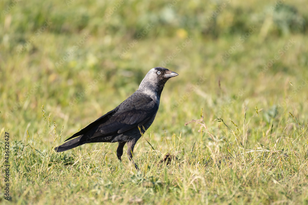 Bird Jackdaw Coloeus monedula, in the wild Bird Jackdaw Coloeus monedula, in the wild