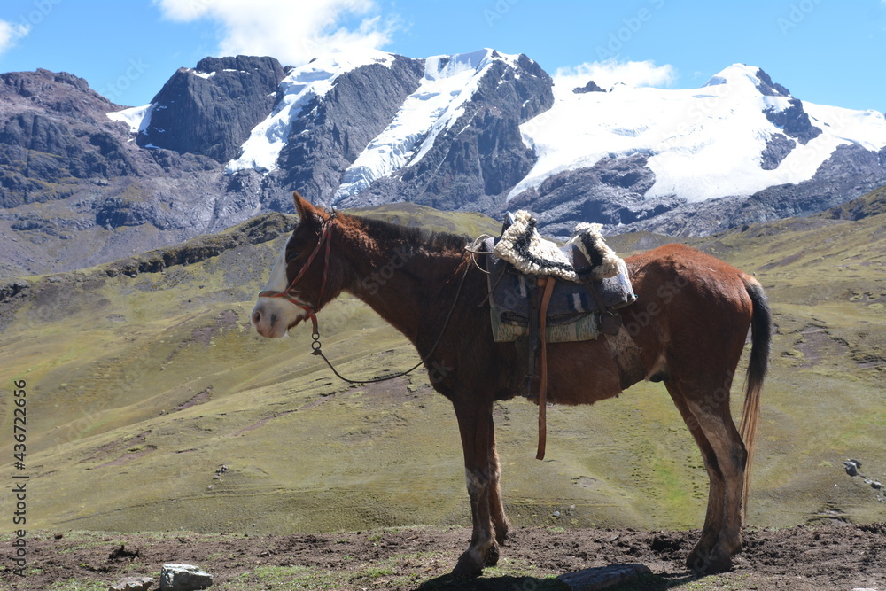 Horse that takes people to the mountain 7 color
Horse that takes people to the mountain 7 color