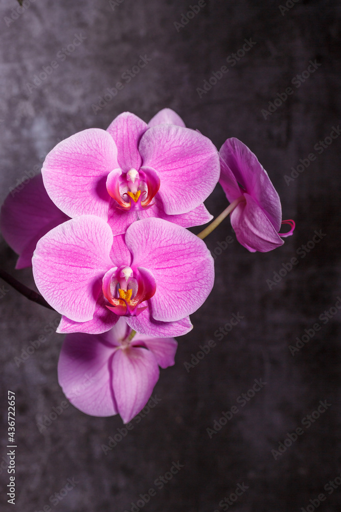 beautiful purple Phalaenopsis orchid flowers.Spring bloom of a variety of orchids. Pink yellow white purple orchids. selective focus.Beautiful floral background beautiful purple Phalaenopsis orchid flowers.Spring bloom of a variety of orchids. Pink yellow white purple orchids. selective focus.Beautiful floral background